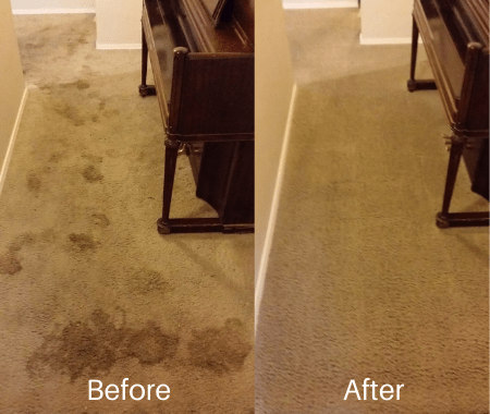 Before/ after pet stains